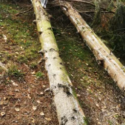 Ścięte drzewo iglaste z piłą łańcuchową na pniu, leżące na ziemi pokrytej igliwiem i liśćmi, widoczny fragment drugiego pnia.