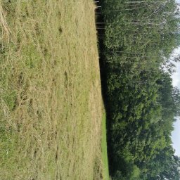 LPO-PK Las Park Ogród Usługi Ogrodnicze - Świeżo skoszona trawa na łące, widoczne ślady po kosiarce, w tle drzewa i biały pojemnik.