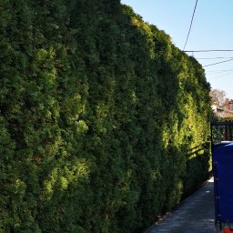 LPO-PK Las Park Ogród Usługi Ogrodnicze - Gęsty, wysoki żywopłot z iglaków tworzący naturalną ścianę wzdłuż brukowanej ścieżki, w tle fragment przyczepy i niebo.