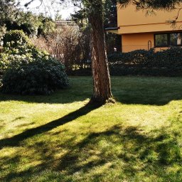 LPO-PK Las Park Ogród Usługi Ogrodnicze - Starannie utrzymany trawnik przed domem z równo przyciętą trawą, ozdobnymi krzewami i drzewami, częściowo zacieniony przez drzewo, z widocznym fragmentem samochodu po lewej stronie.