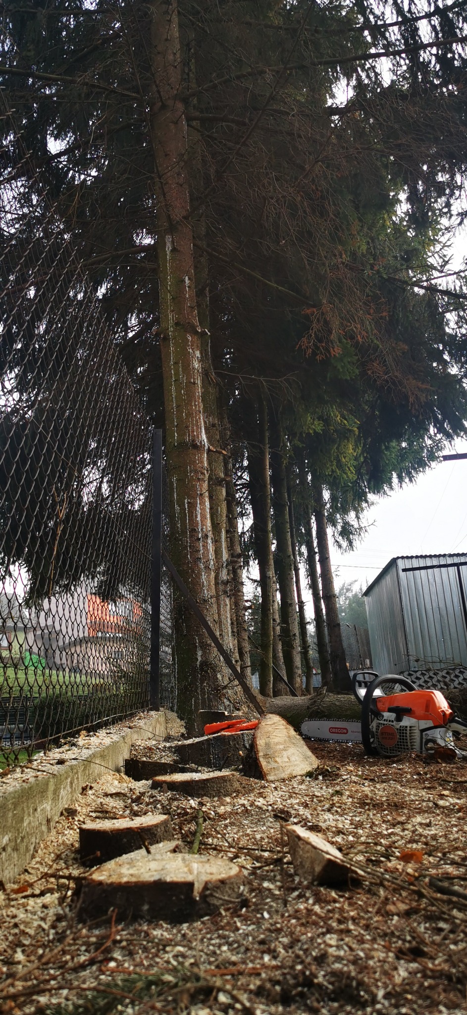 Ścięte pnie drzew iglastych leżące na ziemi przy metalowej siatce ogrodzeniowej, obok pomarańczowa piła łańcuchowa Stihl i kawałek pnia, w tle blaszany garaż.