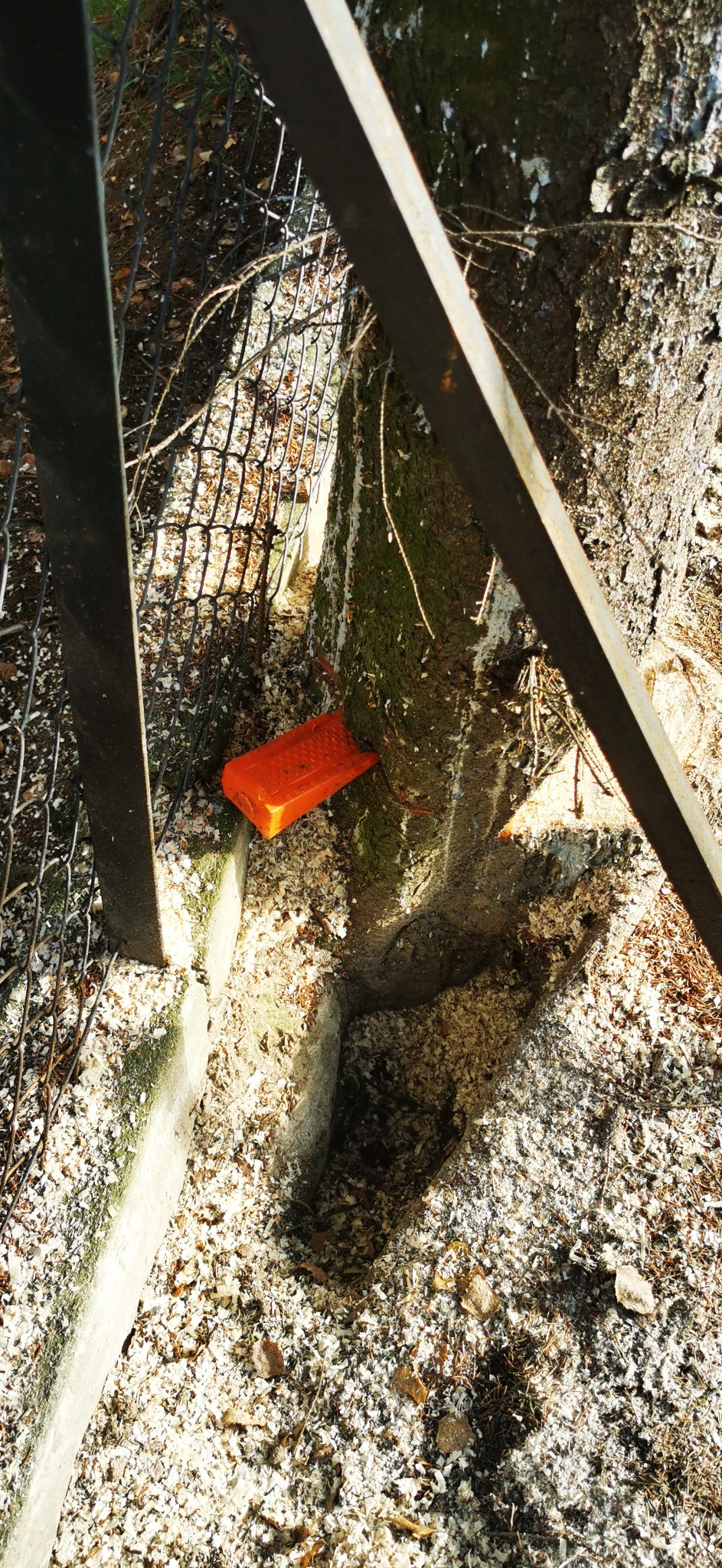 Pomarańczowy klin wbity w pień drzewa obok ogrodzenia z siatki, otoczony wiórami drewna.