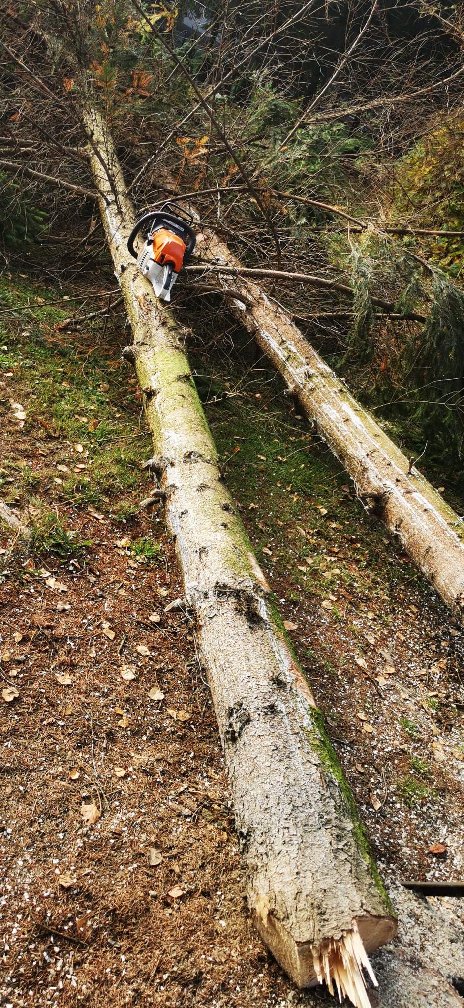 Ścięte drzewo iglaste z piłą łańcuchową na pniu, leżące na ziemi pokrytej igliwiem i liśćmi, widoczny fragment drugiego pnia.