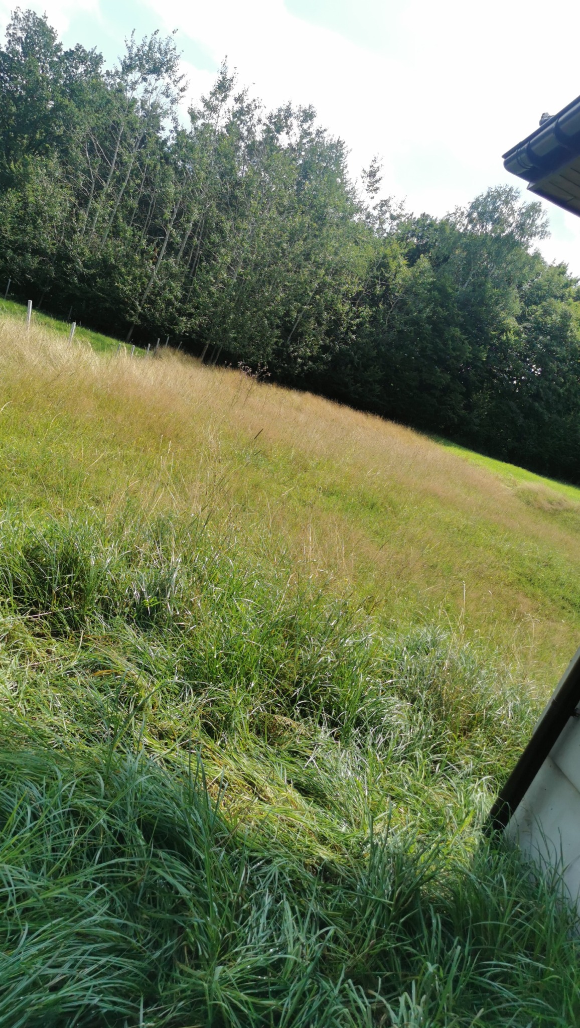 Nierównomiernie skoszona trawa na pagórkowatym terenie, widoczne wysokie źdźbła i fragment dachu budynku w prawym górnym rogu.