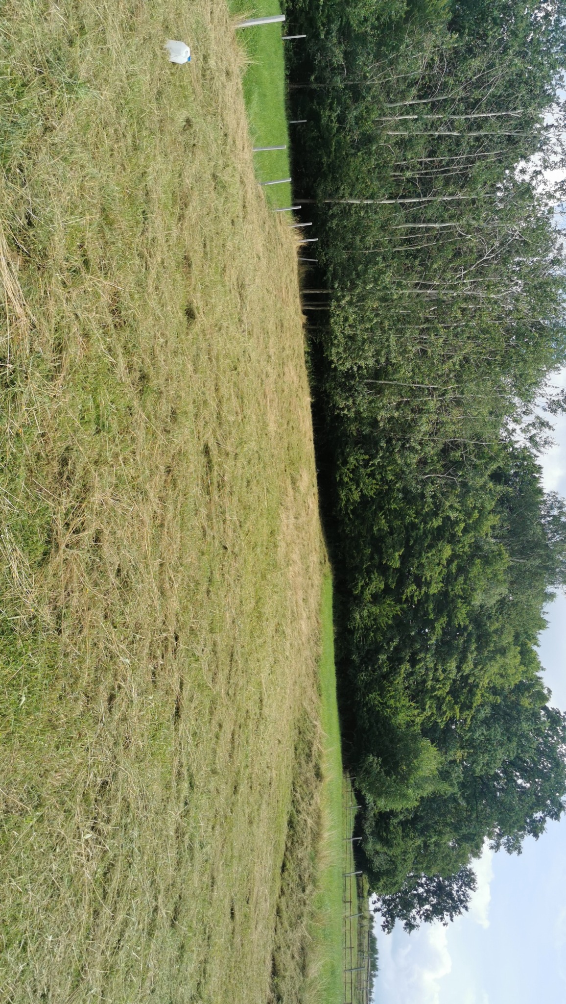 Świeżo skoszona trawa na łące, widoczne ślady po kosiarce, w tle drzewa i biały pojemnik.