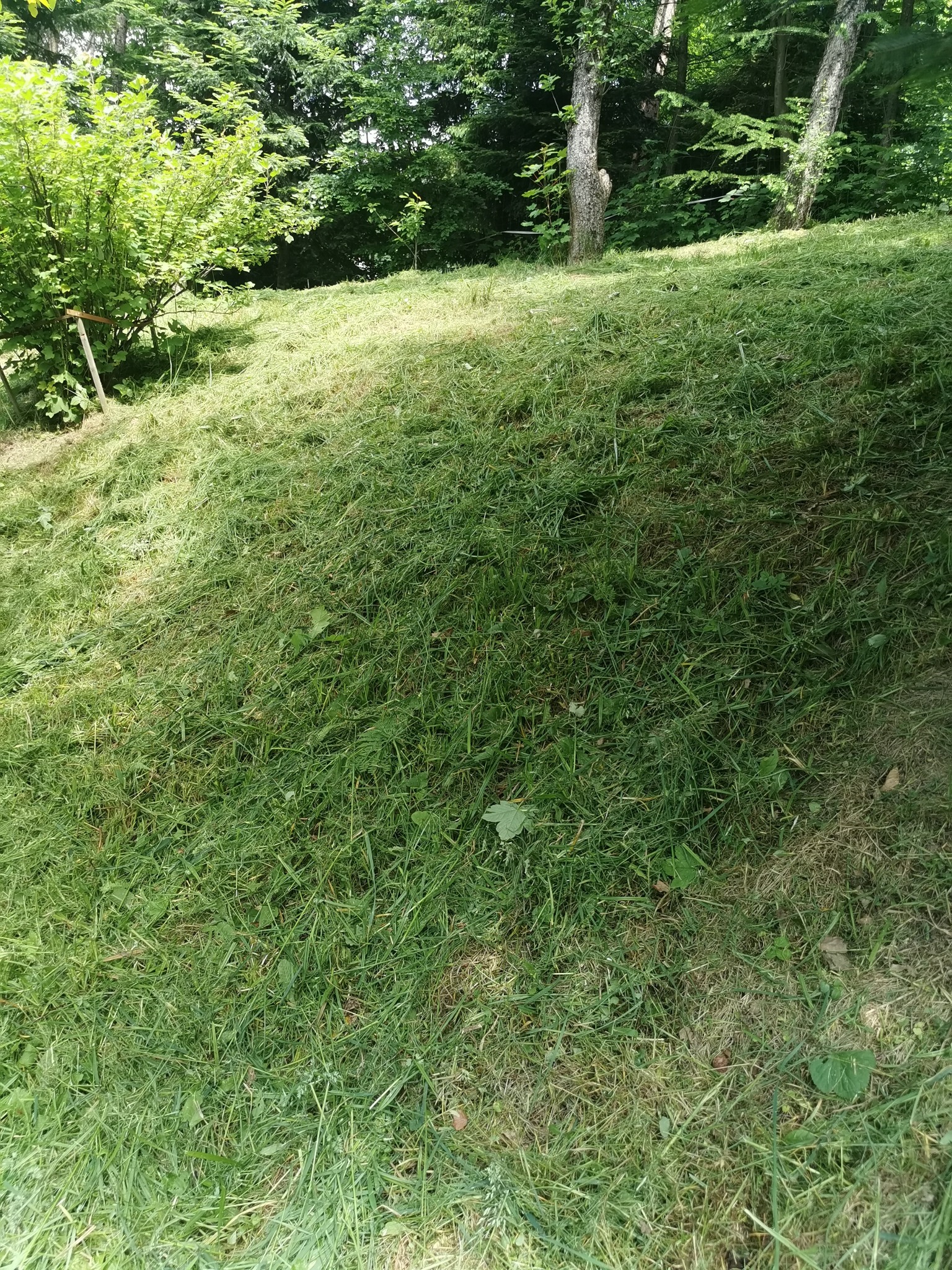 Świeżo skoszona trawa na pagórkowatym terenie z widocznymi drzewami w tle.