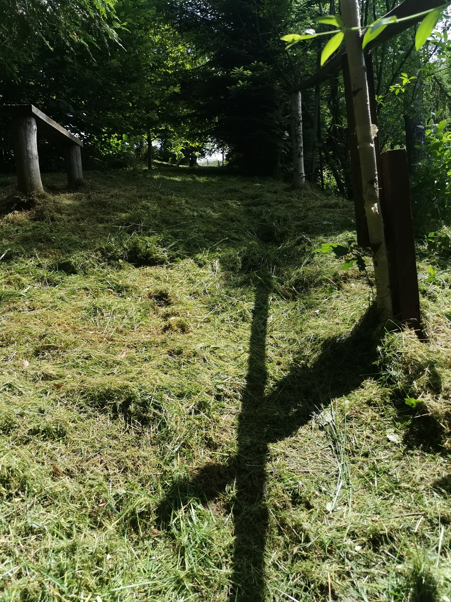 Świeżo skoszone, nierówne trawnik z widocznymi resztkami trawy, cień drzewa na pierwszym planie, drewniana konstrukcja w tle.
