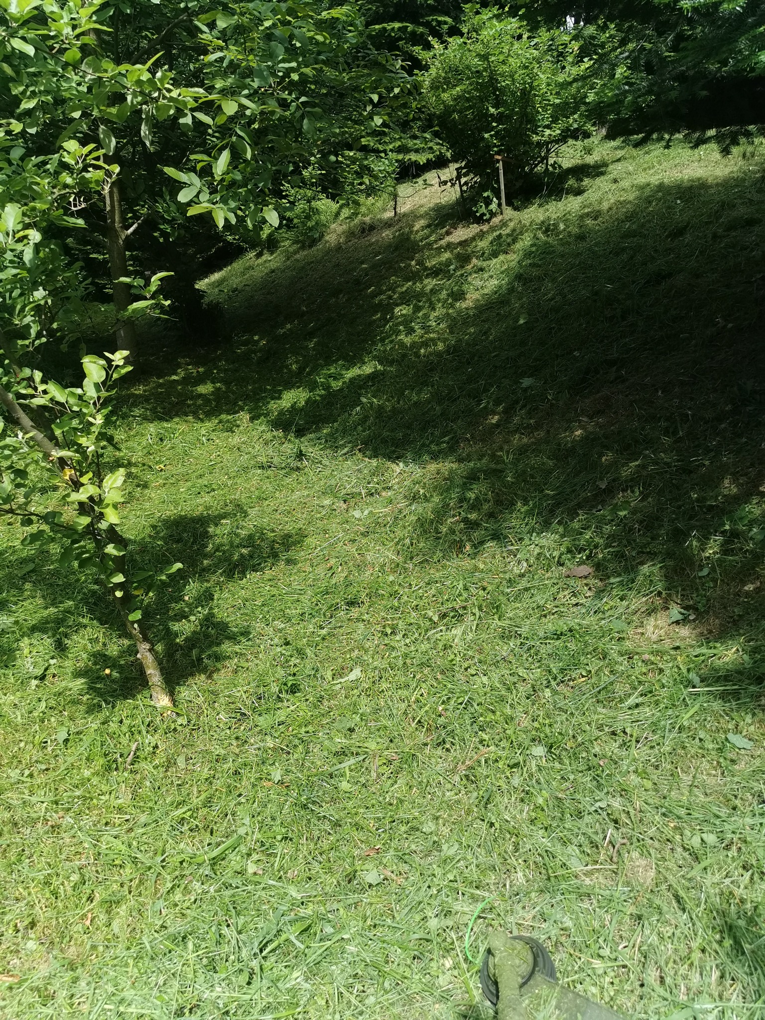Świeżo skoszona trawa na zboczu, z widocznym fragmentem kosiarki, drzewem owocowym w tle i resztkami ściętej trawy.
