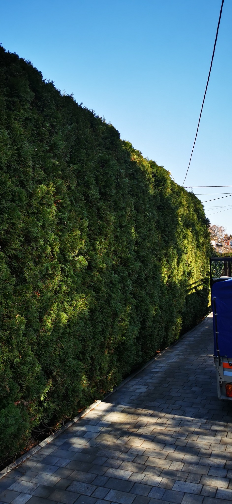 Gęsty, wysoki żywopłot z iglaków tworzący naturalną ścianę wzdłuż brukowanej ścieżki, w tle fragment przyczepy i niebo.