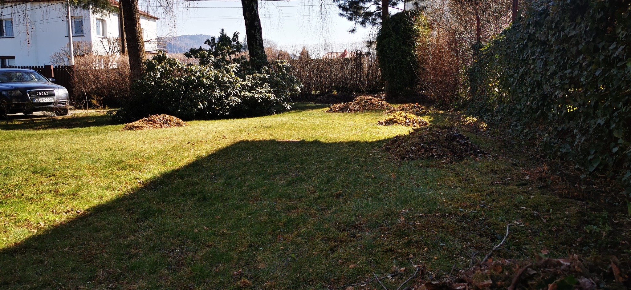 Przygotowany trawnik do grabienia liści, z kupkami liści na trawie, widoczny samochód i dom w tle.