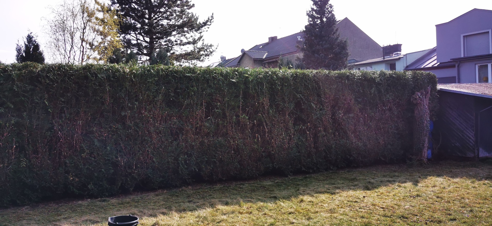 Długi, gęsty żywopłot z tui szmaragd, częściowo przycięty, z widocznymi brązowymi gałązkami u dołu, na tle budynków mieszkalnych i trawnika z resztkami suchej trawy, z czarnym wiadrem w rogu kadru.