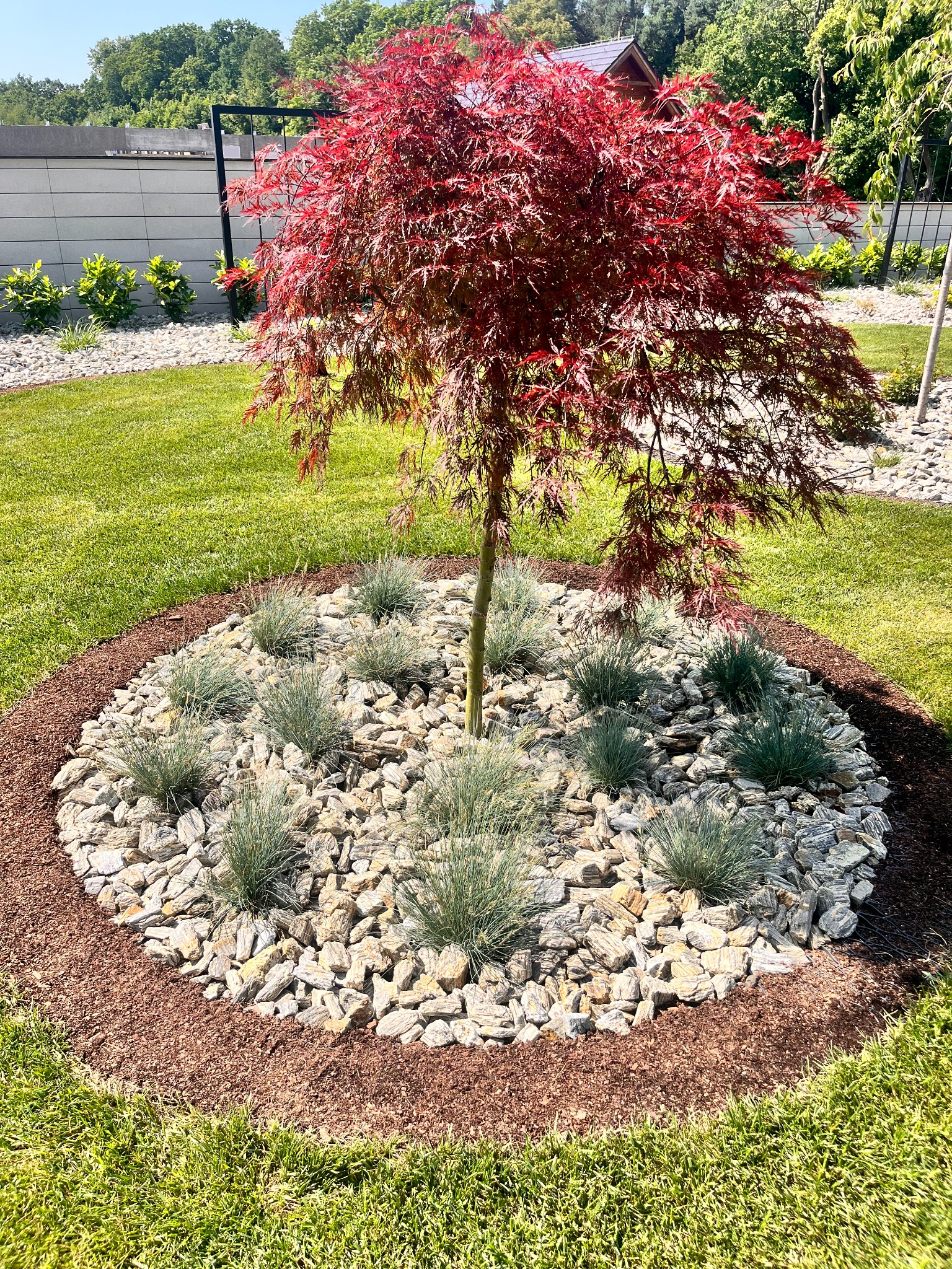 Kompaktowy klon palmowy o czerwonych liściach, otoczony dekoracyjnym kręgiem z kamieni i traw ozdobnych na zadbanym trawniku. Brązowa kora oddziela rabatę od trawy.