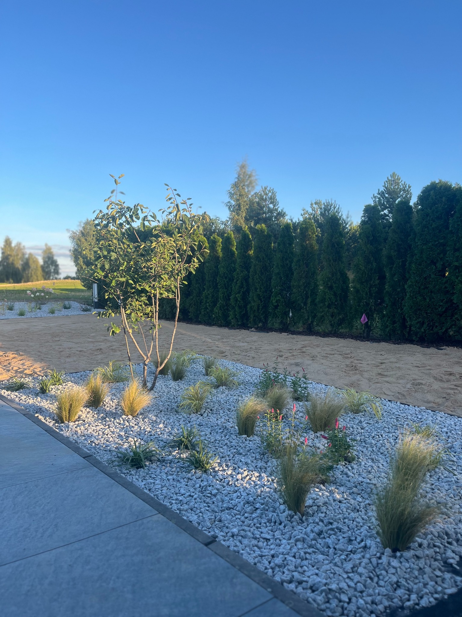 Nowoczesny ogród z białym żwirem, ozdobnymi trawami i młodym drzewkiem na tle zielonych tuj i błękitnego nieba. Minimalistyczny design.