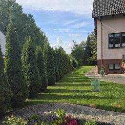 Wycinka drzew Pęgów 1