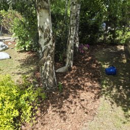 Wycinka drzew Pęgów 4