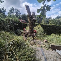 Wojtek Ogrody Wojciech Karpiak - Wycinka drzew w trudnych warunkach – prace przy budynkach i ogrodzeniach.