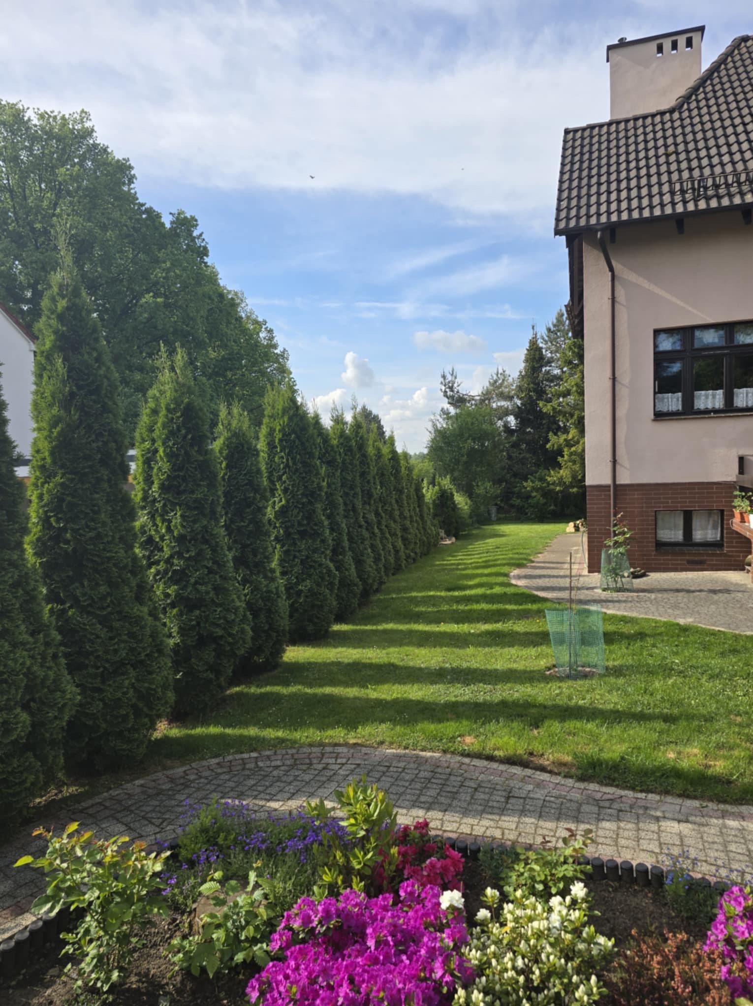 Zadbany ogród z rzędem wysokich tuj, równo przystrzyżonym trawnikiem i kwitnącą rabatą kwiatową przed domem. Młode drzewko zabezpieczone siatką.