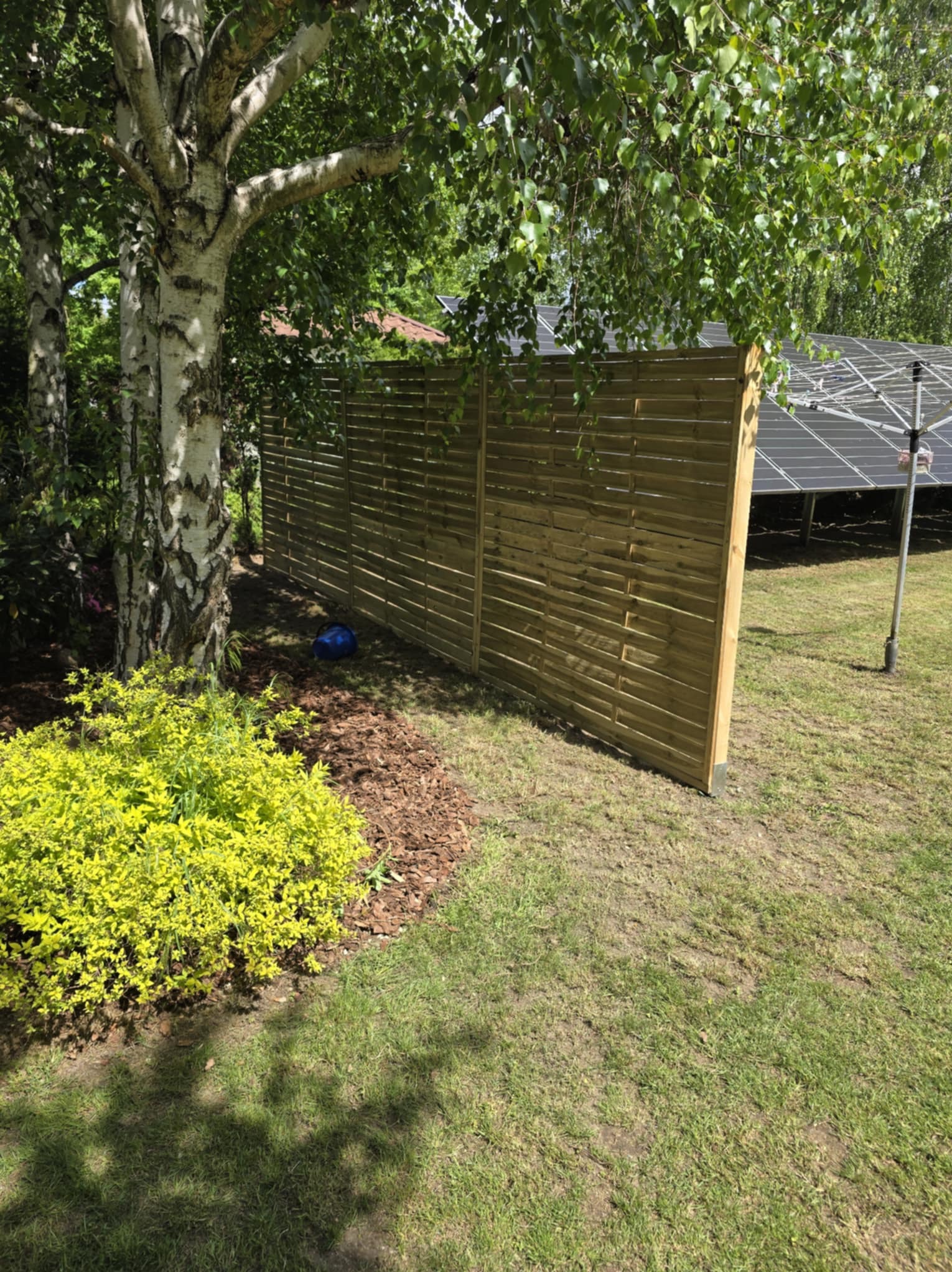 Nowoczesny, drewniany płot lamelowy oddziela trawnik od rabaty z korą i krzewem. W tle brzoza i panele słoneczne. Oświetlenie słoneczne.