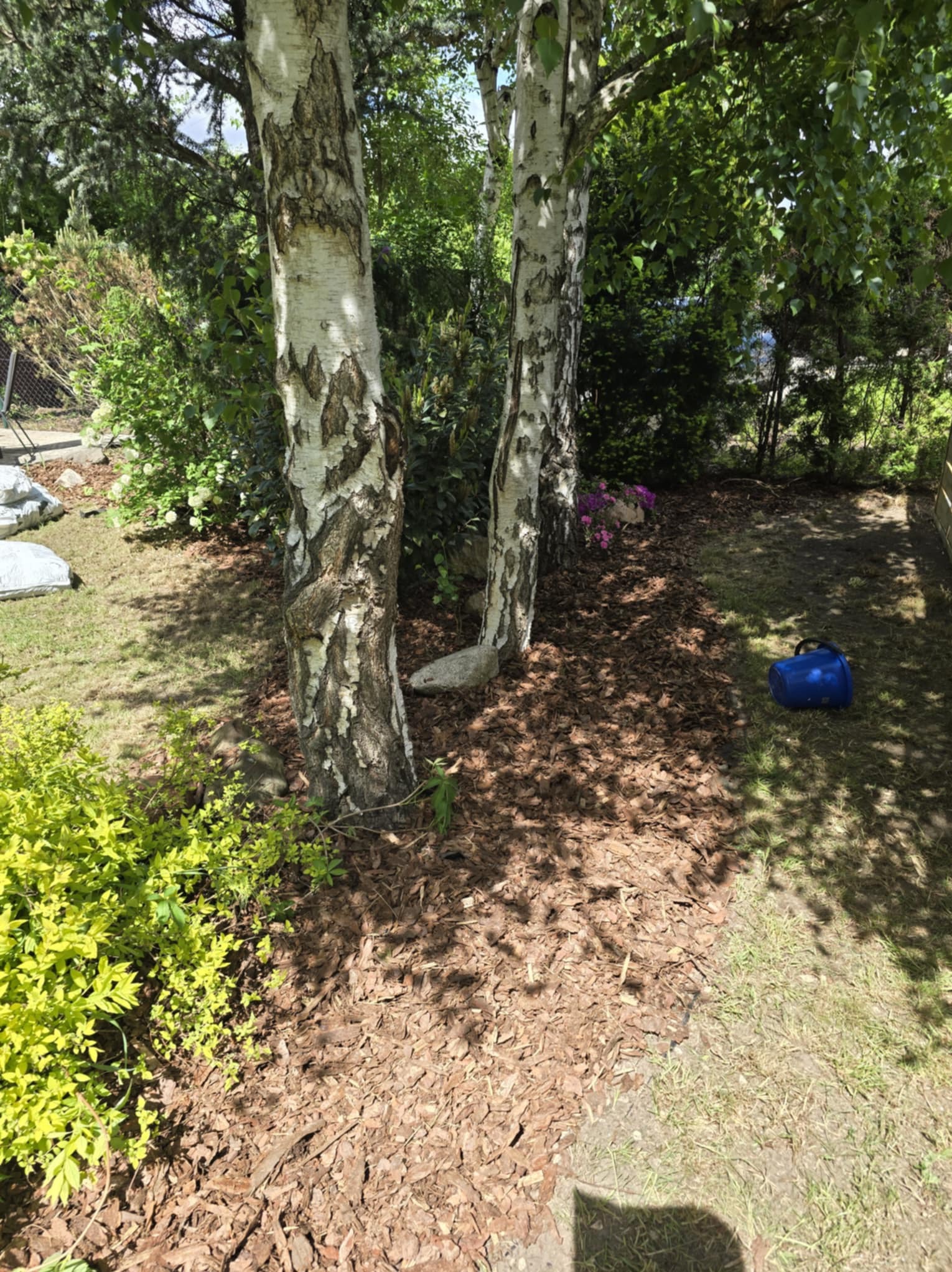 Dwie brzozy na trawniku, podłoże wyłożone korą. W tle zielona roślinność i błękitny pojemnik. Słoneczny dzień w ogrodzie.