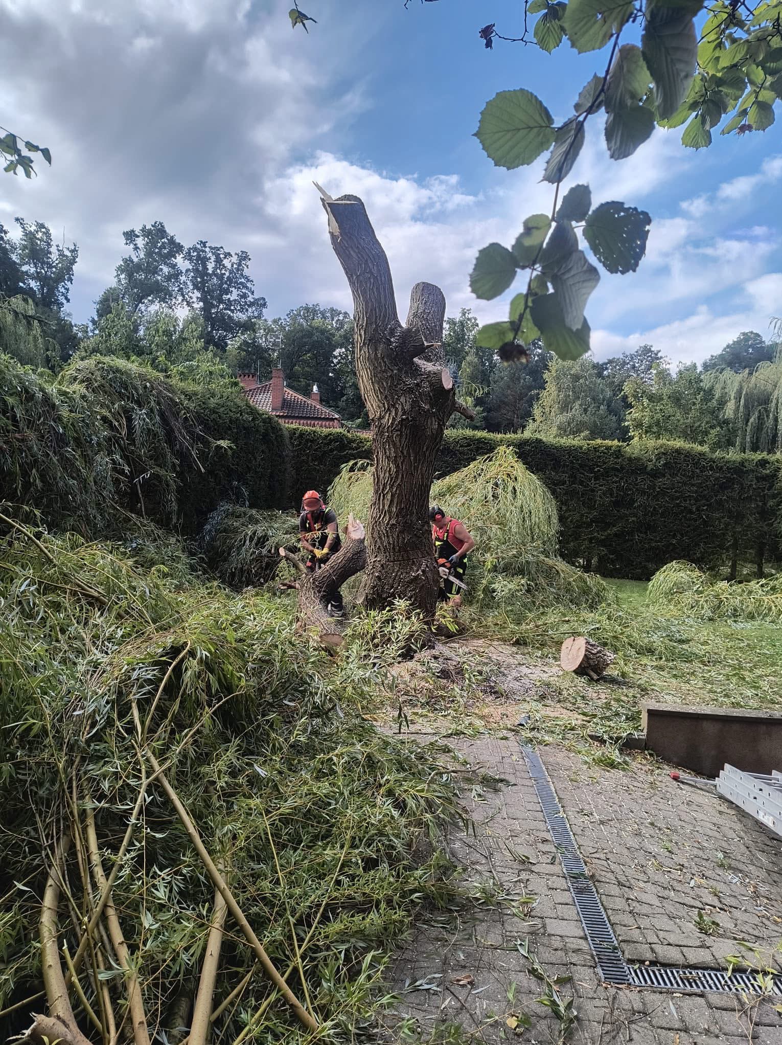 Wycinka drzew w trudnych warunkach – prace przy budynkach i ogrodzeniach.