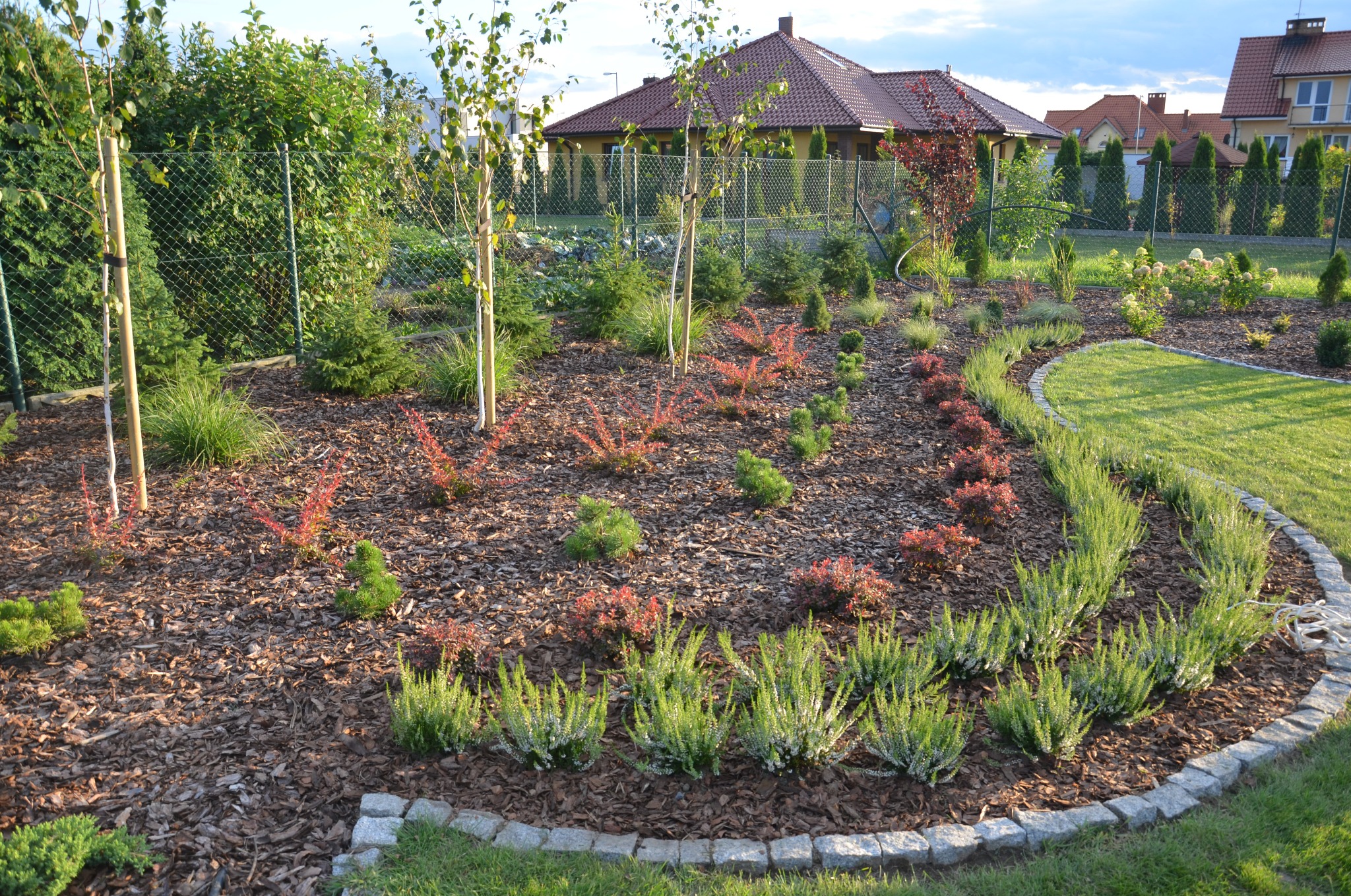 Nowo założony ogród z korą, niskimi krzewami iglastymi i liściastymi oraz młodymi drzewkami, otoczony trawnikiem i ogrodzeniem z siatki.