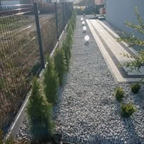 Ścieżka z jasnych kamieni oddzielona niskimi tujami i szarą kostką brukową, obok ogrodzenie z paneli zgrzewanych, w tle budynek.