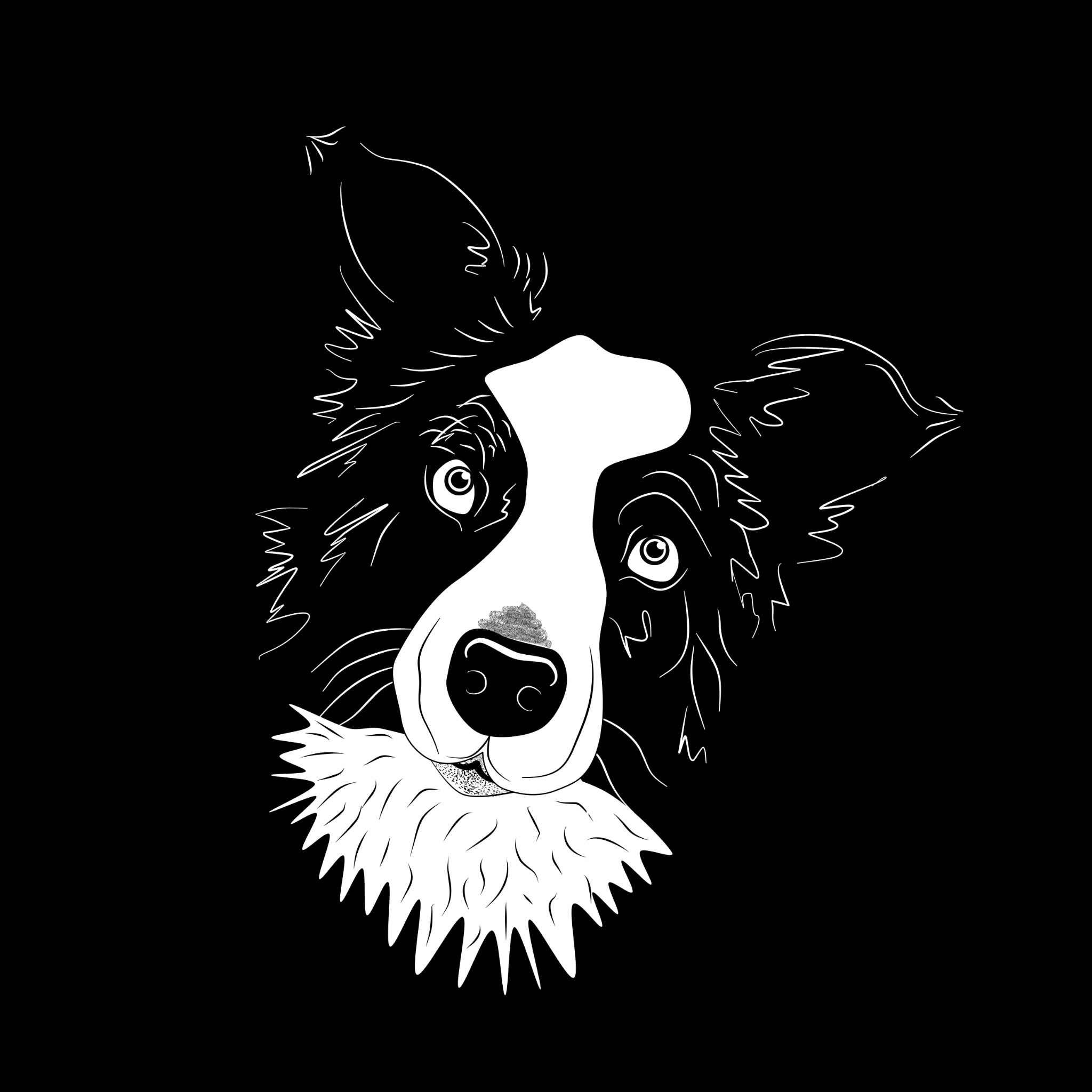 Szkic głowy psa rasy Border Collie w czerni i bieli, z detalami sierści oddanymi za pomocą cienkich linii.