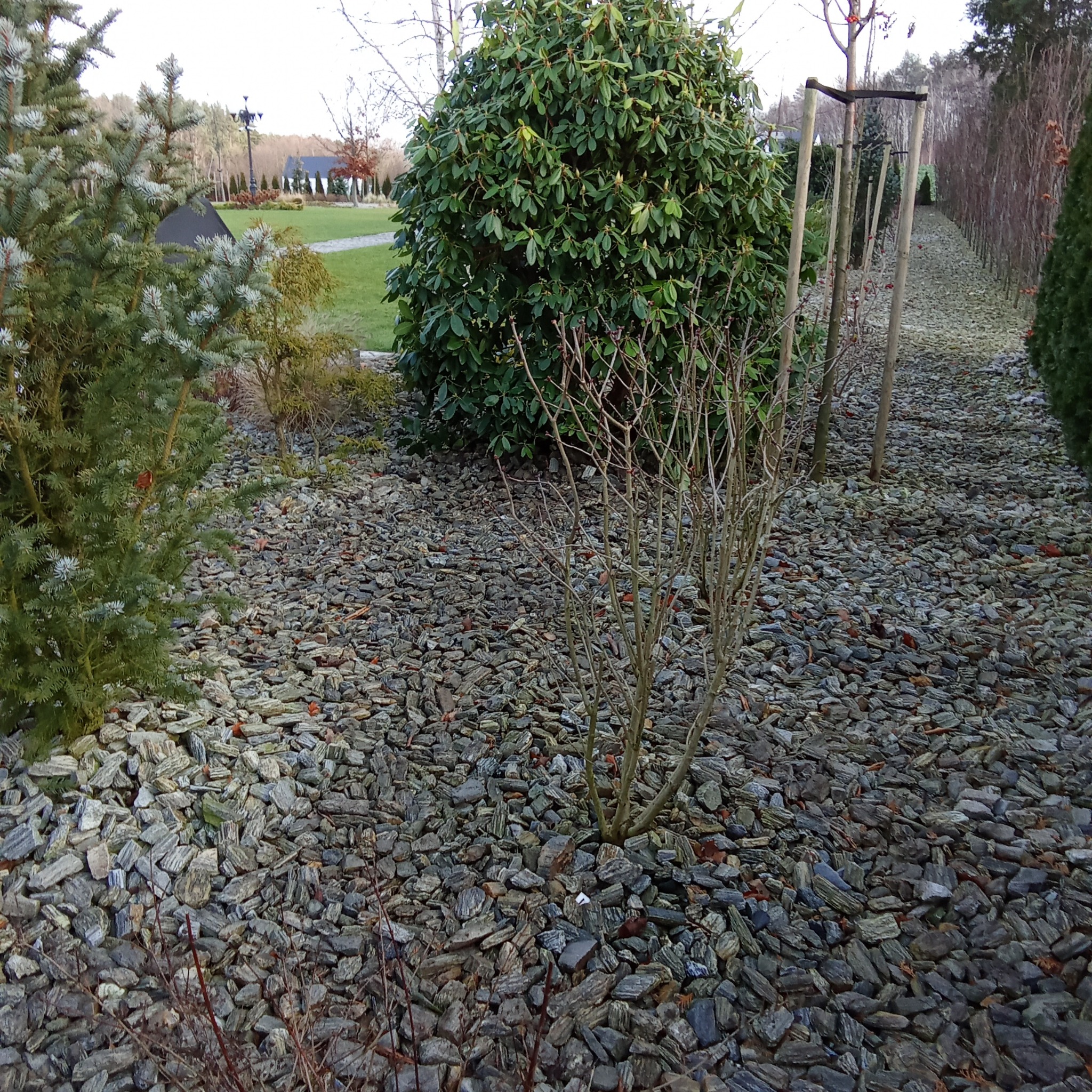 Ogród z nasadzeniami: iglaki, krzewy liściaste, ścieżka wysypana korą kamienną, w tle dom z ogrodem.