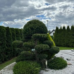 Pielęgnacja ogrodów Kartuzy 4