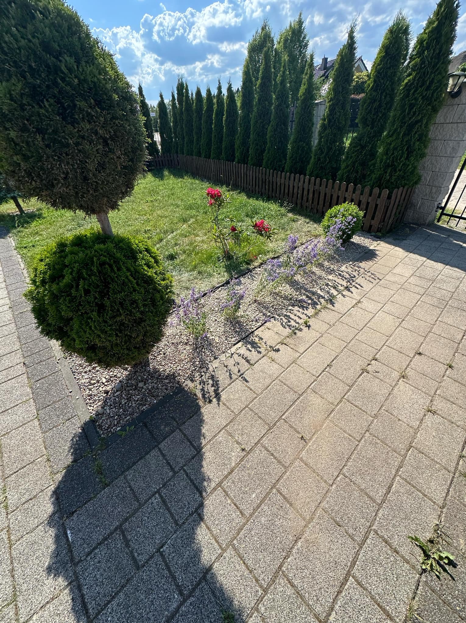 Widok na zadbany ogród z równo przystrzyżonym trawnikiem, kulistymi krzewami, rabatami z kwiatami i rzędem wysokich tuj wzdłuż ogrodzenia, widziany z perspektywy chodnika z kostki brukowej,...