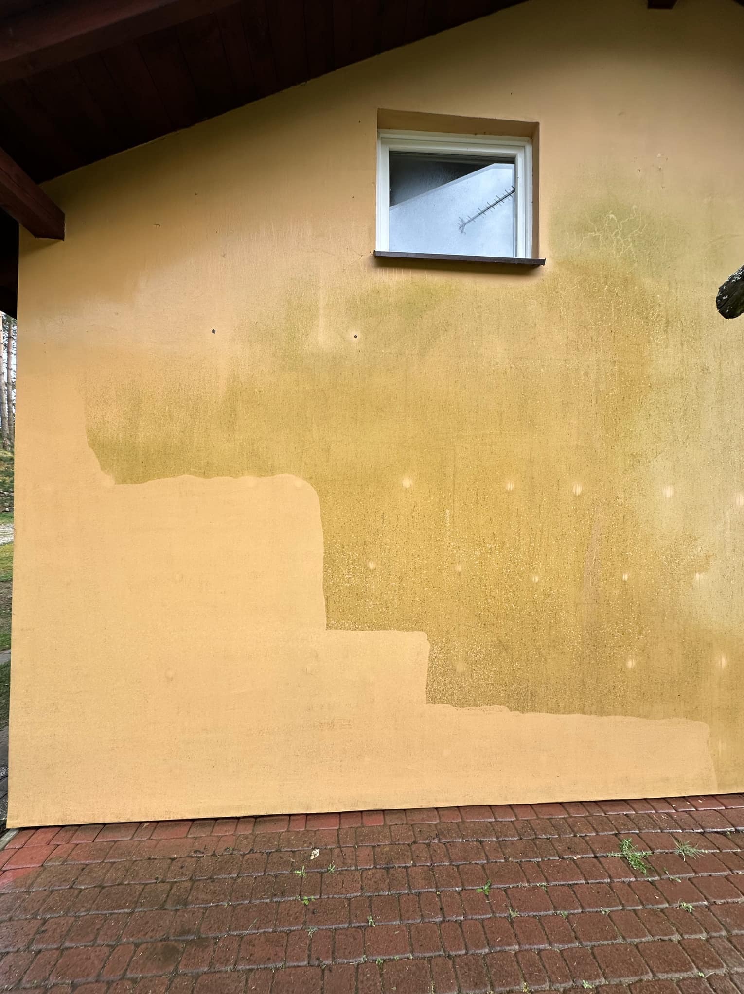 Fragment żółtej ściany budynku z widocznymi śladami czyszczenia, dolna część ściany umyta, górna pokryta zielonym nalotem, widoczna kostka brukowa u podstawy.