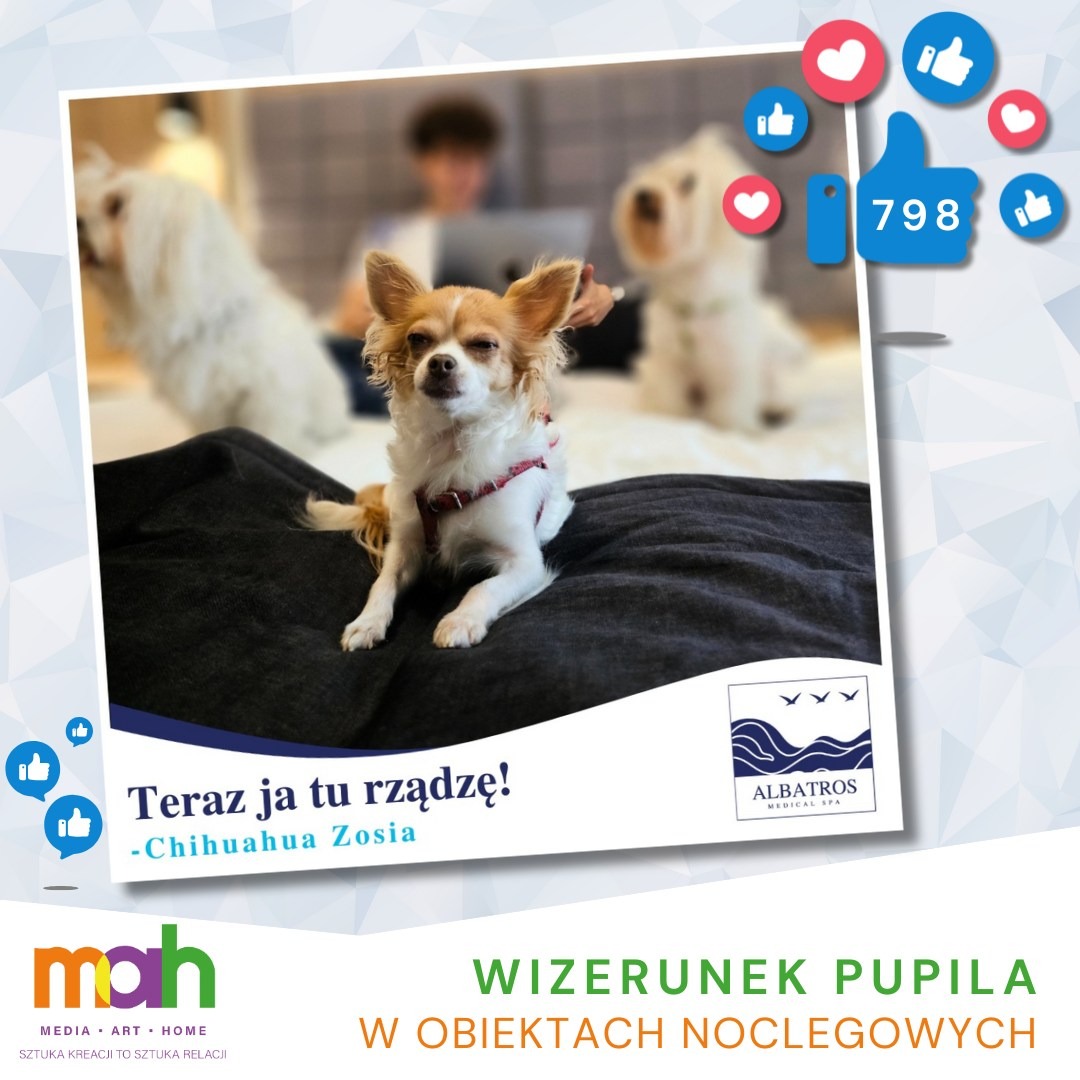 Zdjęcie przedstawia chihuahuę w czerwonej uprzęży siedzącą na ciemnoszarym pufie, w tle rozmyty mężczyzna pracujący na laptopie i dwa białe psy, całość otoczona grafiką w stylu mediów...