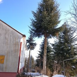 Wycinka drzew które stanowiły zagrożenie dla zabudowań.
