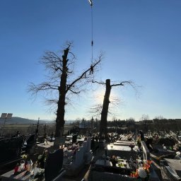 Wycinka drzew Brzesko 1