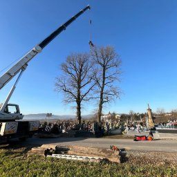 Wycinka drzew Brzesko 2