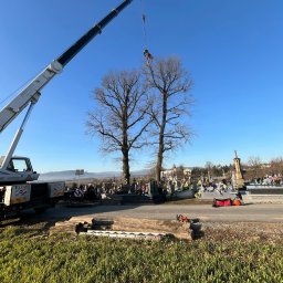 Wycinka drzew Brzesko 3