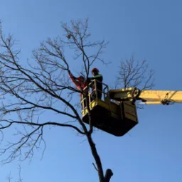 Dwóch pracowników w podnośniku koszowym, w kaskach i odzieży ochronnej, przycina gałęzie drzewa na tle błękitnego nieba.