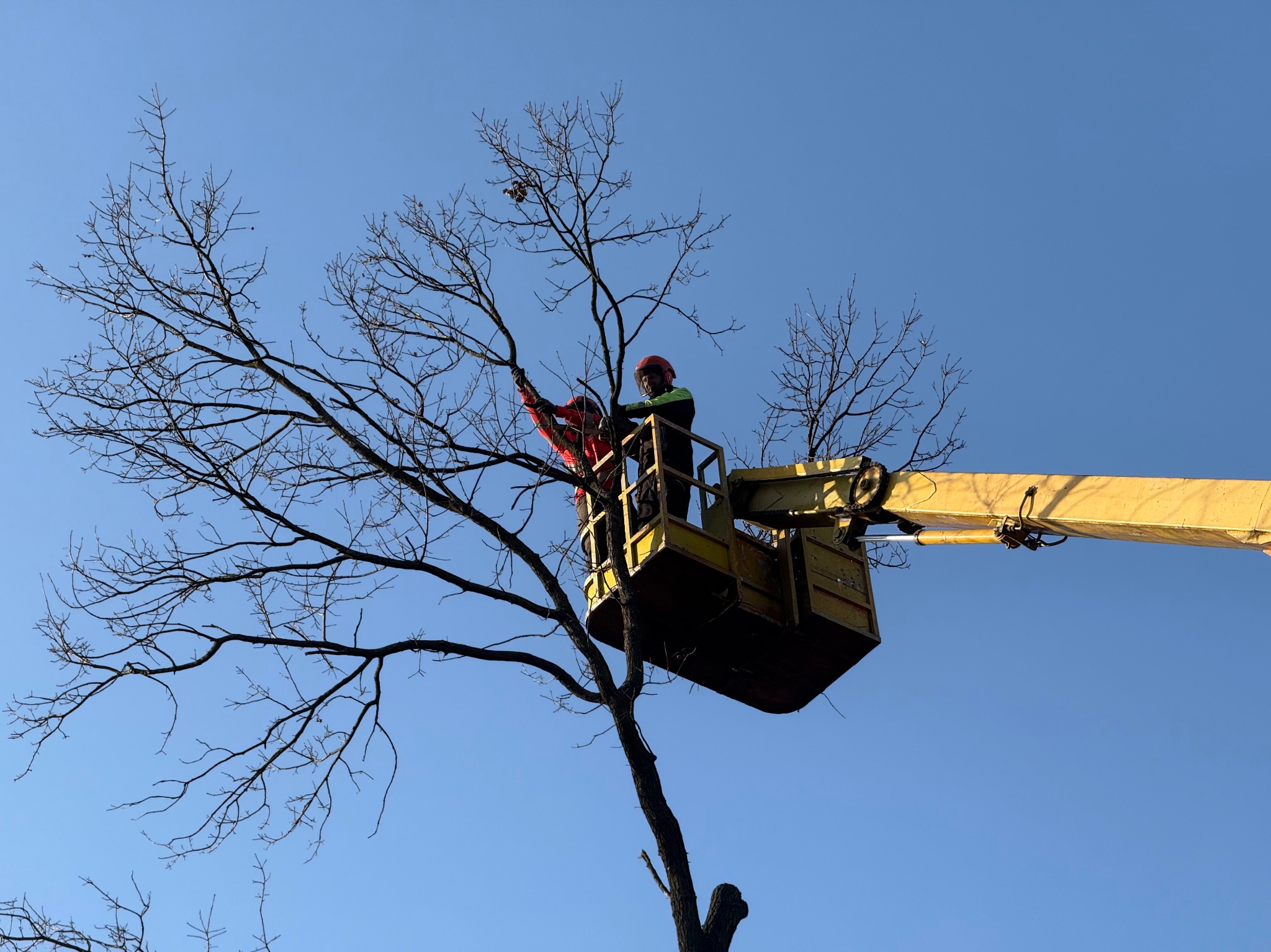 Dwóch pracowników w podnośniku koszowym, w kaskach i odzieży ochronnej, przycina gałęzie drzewa na tle błękitnego nieba.