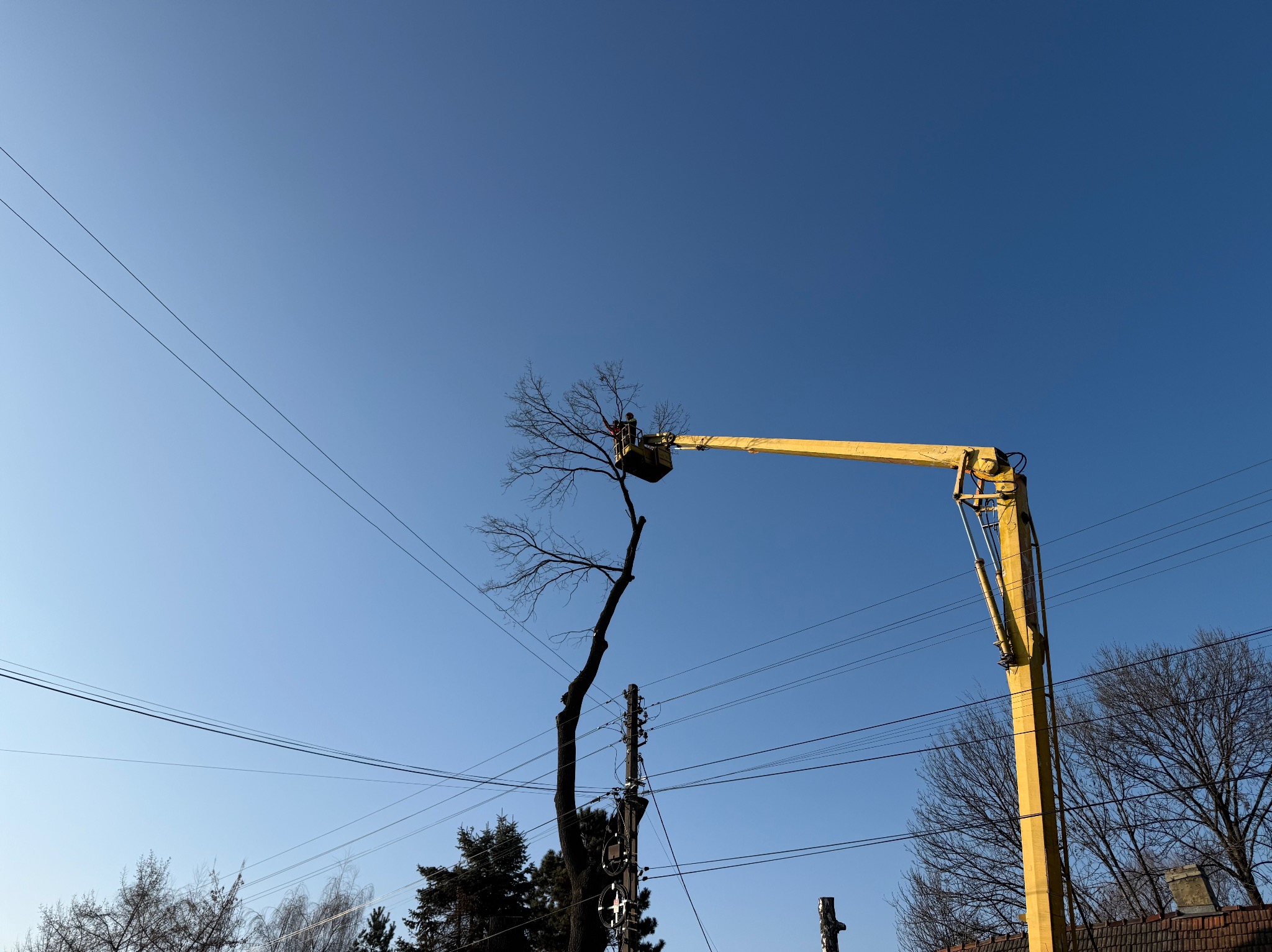 Pracownik w żółtym podnośniku koszowym na tle błękitnego nieba, dokonujący cięć pielęgnacyjnych na gałęziach drzewa, z widocznymi przewodami elektrycznymi w tle.