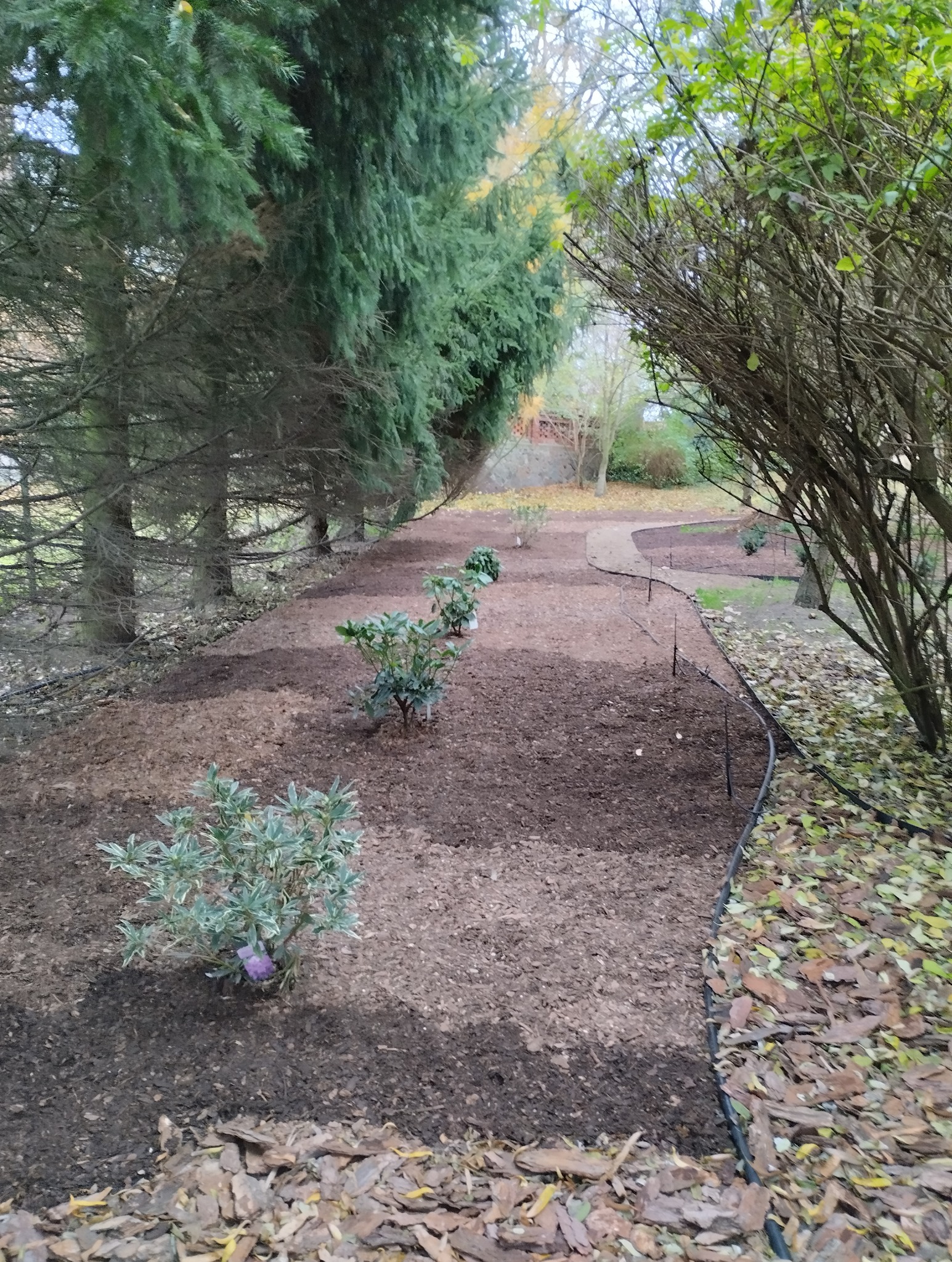 Świeżo nasadzone krzewy wzdłuż ścieżki w ogrodzie, ziemia wysypana korą, widoczne iglaki w tle.