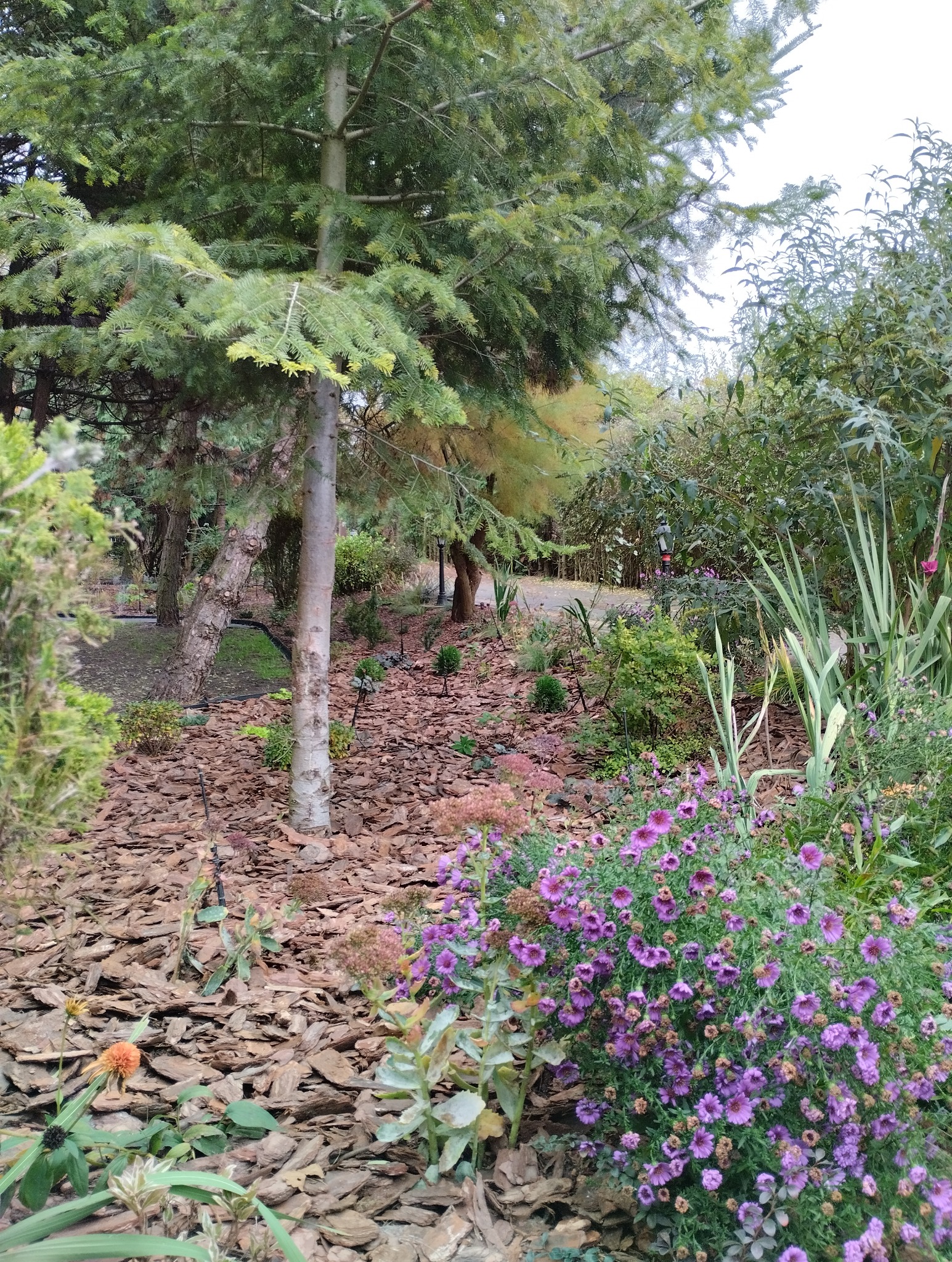 Ogród z młodym drzewkiem iglastym, rabatami kwiatowymi z fioletowymi astrami i korą drzewną jako ściółką.