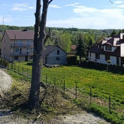 F.U.STACH Kazimierz Stachowicz - Arborysta w trakcie wycinki drzewa na tle zabudowań i zieleni. Widoczne odcięte gałęzie i piła łańcuchowa u podnóża drzewa. Błękitne niebo.