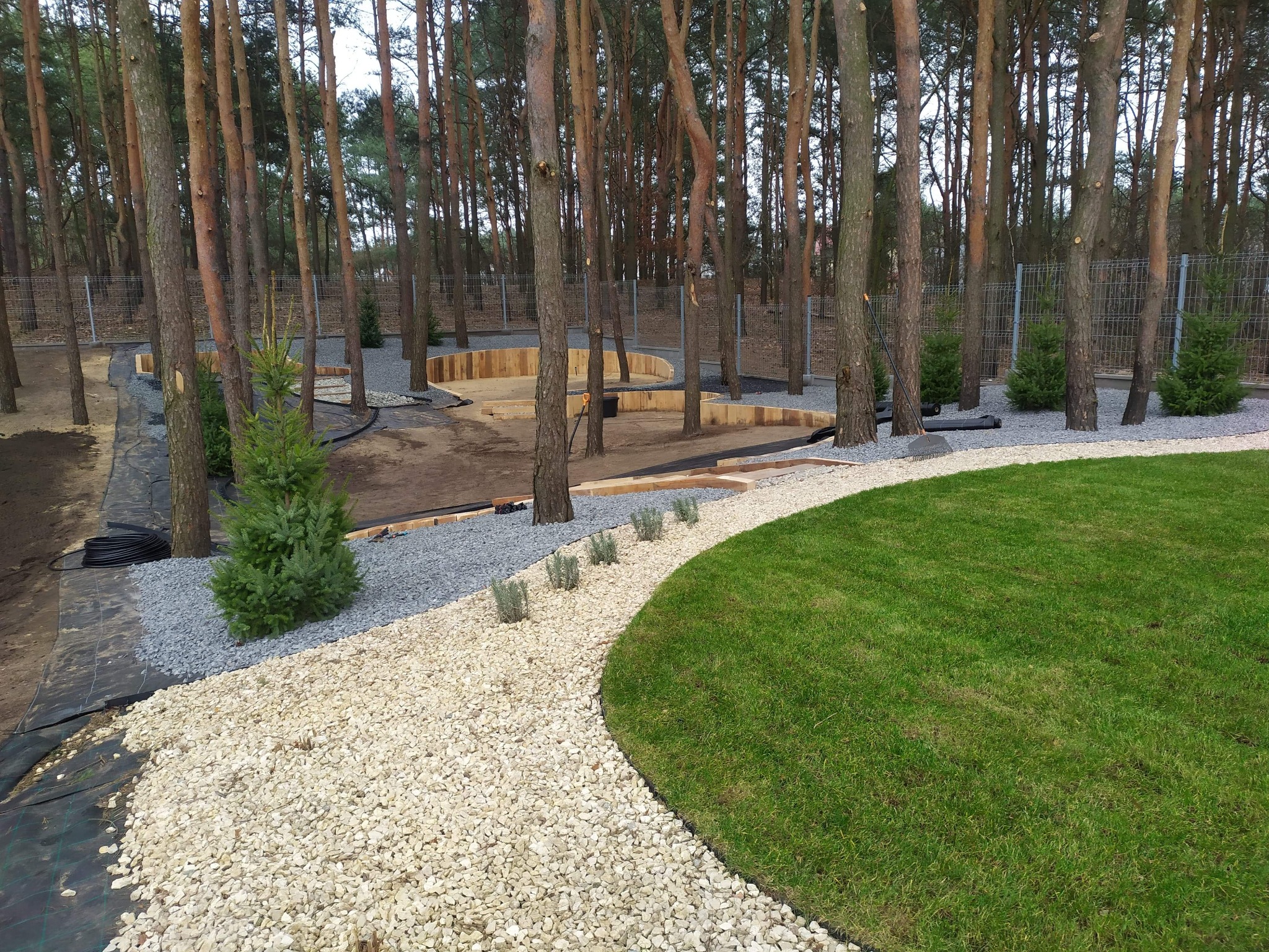 Fragment ogrodu w trakcie realizacji: trawnik, ścieżka z białego kamienia, nasadzenia iglaków i rabaty z drewnianym obrzeżem, otoczone drzewami.