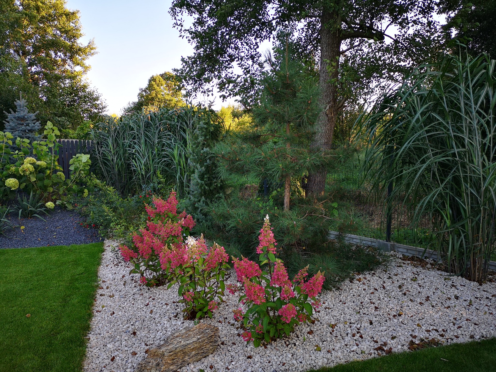 Ogród z białym żwirem, różowymi hortensjami i ozdobnymi trawami. Starannie zaprojektowana rabata z roślinami o różnej fakturze i kolorystyce, oddzielona od trawnika.