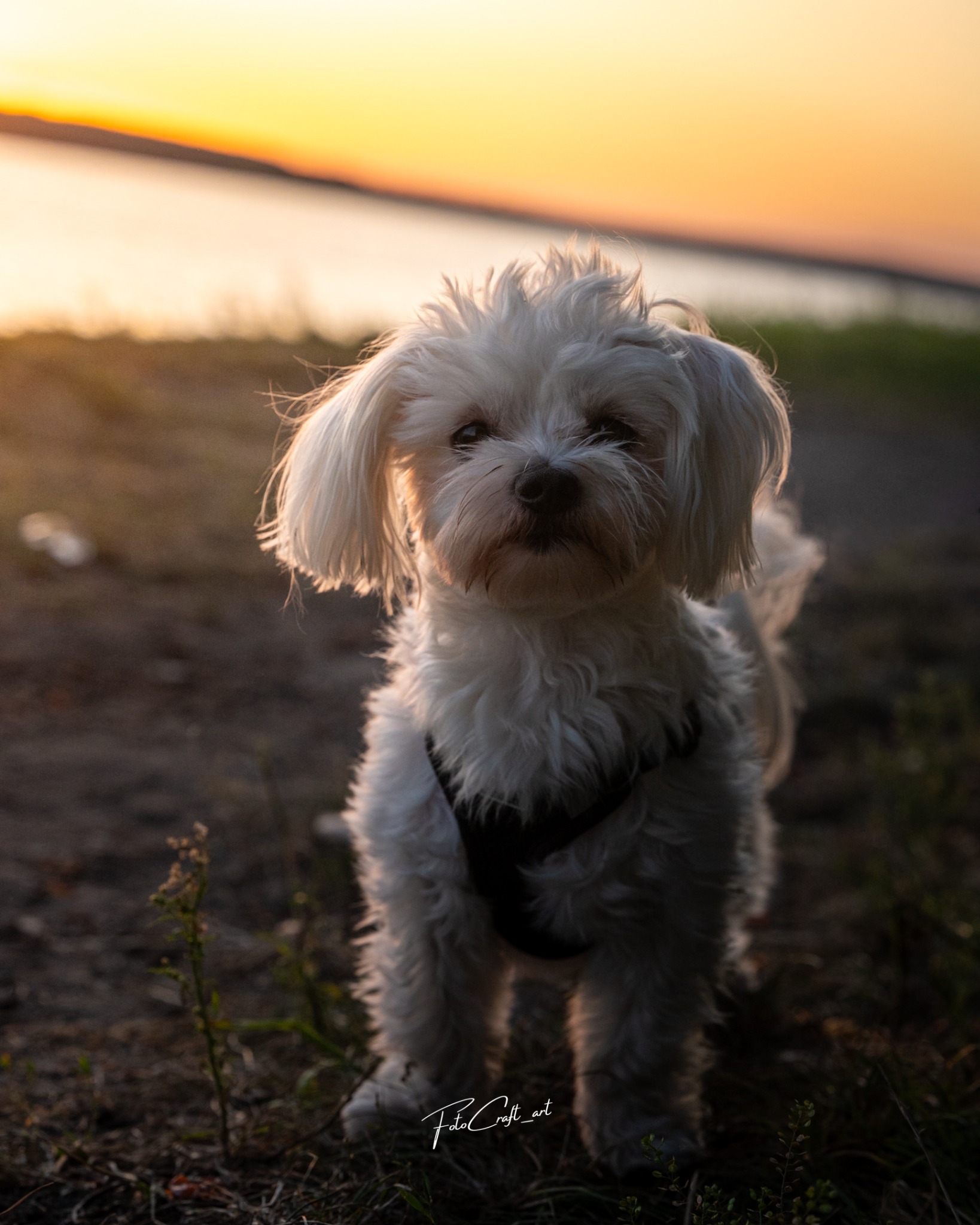 Biały piesek Maltańczyk w czarnej uprzęży stoi na tle zachodzącego słońca nad jeziorem. Ciepłe światło podkreśla jego puszyste futro.