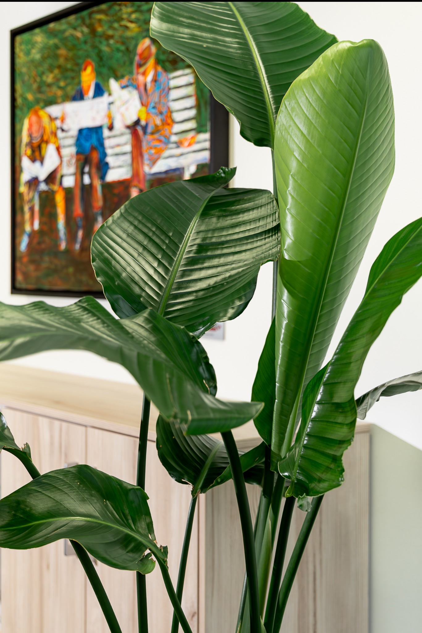 Strelitzia nicolai z błyszczącymi liśćmi na tle jasnej szafki i abstrakcyjnego obrazu z ludźmi na ławce.