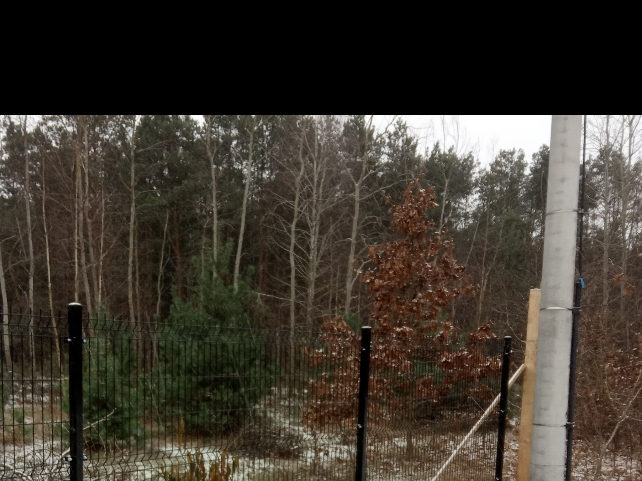 Ciemne, metalowe ogrodzenie panelowe na tle zimowego lasu, z widocznym słupem betonowym i drewnianą podporą.