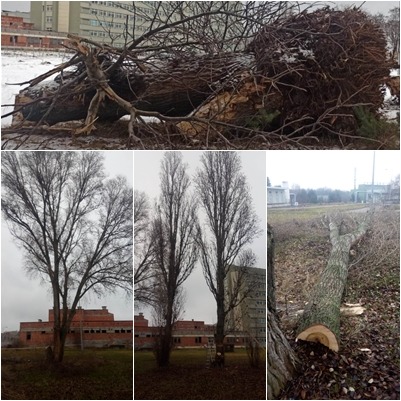 Kompozycja zdjęć: powalone drzewo z korzeniami, dwa drzewa przed budynkiem i ścięte drzewo na ziemi. Krajobraz miejski w tle.