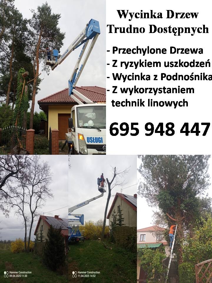 Wycinka drzew trudnodostępnych z użyciem podnośnika i technik linowych, drzewa pochylone z ryzykiem uszkodzeń. Na zdjęciu pracownik w podnośniku i numer telefonu.