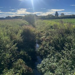 Agro fan sp z o.o. - Zarośnięty rów melioracyjny z wodą, otoczony bujną roślinnością i drzewami w tle, oświetlony jasnym słońcem na tle błękitnego nieba z chmurami.